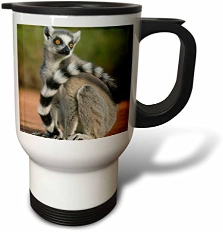 3dRose Halka Kuyruklu Lemur, Berenty Reserve, Madagaskar AF24 KSC0011 Kevin Schafer Paslanmaz Çelik Seyahat Kupa, 14 oz, Çok