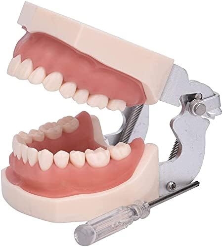 LIYG Diş Anatomisi Typodont Eğitim Modeli ile Çıkarılabilir Diş,28 Diş Modeli (Boyut: 28 Diş Modeli)