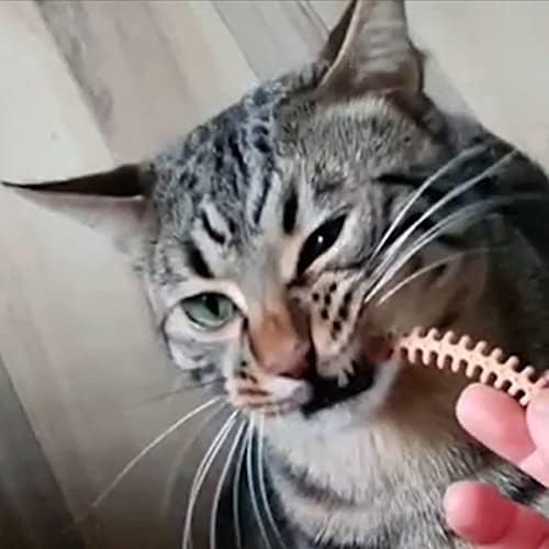 Dr. Petra CATZZLE Cat Treats, Kapalı Kediler için Diş Çiğnemeleri-Kıl Yumağı Kontrolü (Somon Aroması)